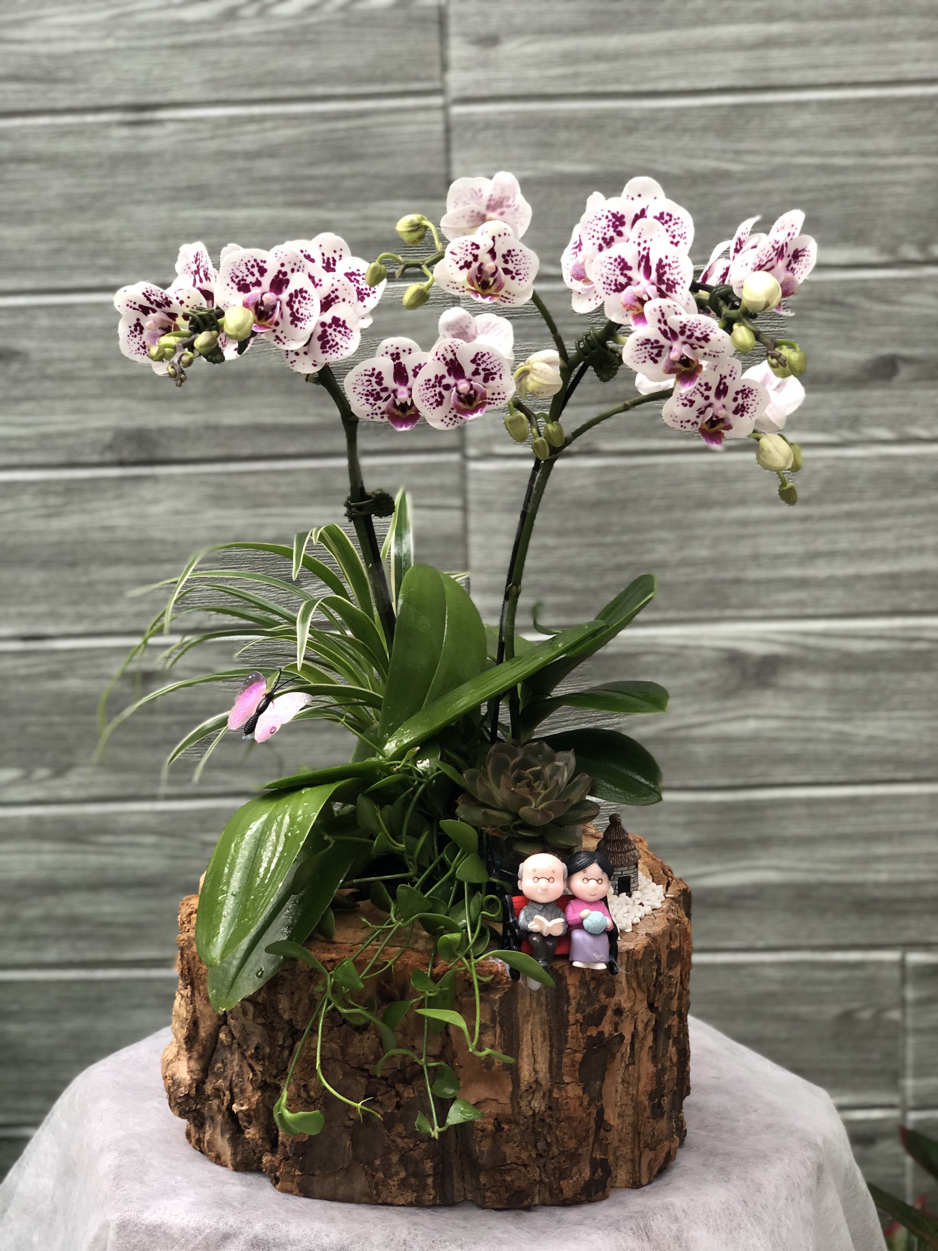Hoa Lan Sinh Nhật 00124